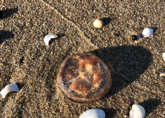 Seeblick 7 Baltyk Luxury Miedzyzdroje